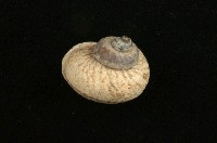 藏品(臺灣大山蝸牛)的圖片